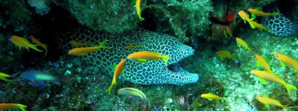 Blue Ocean Dive Resort Умкомас Экстерьер фото